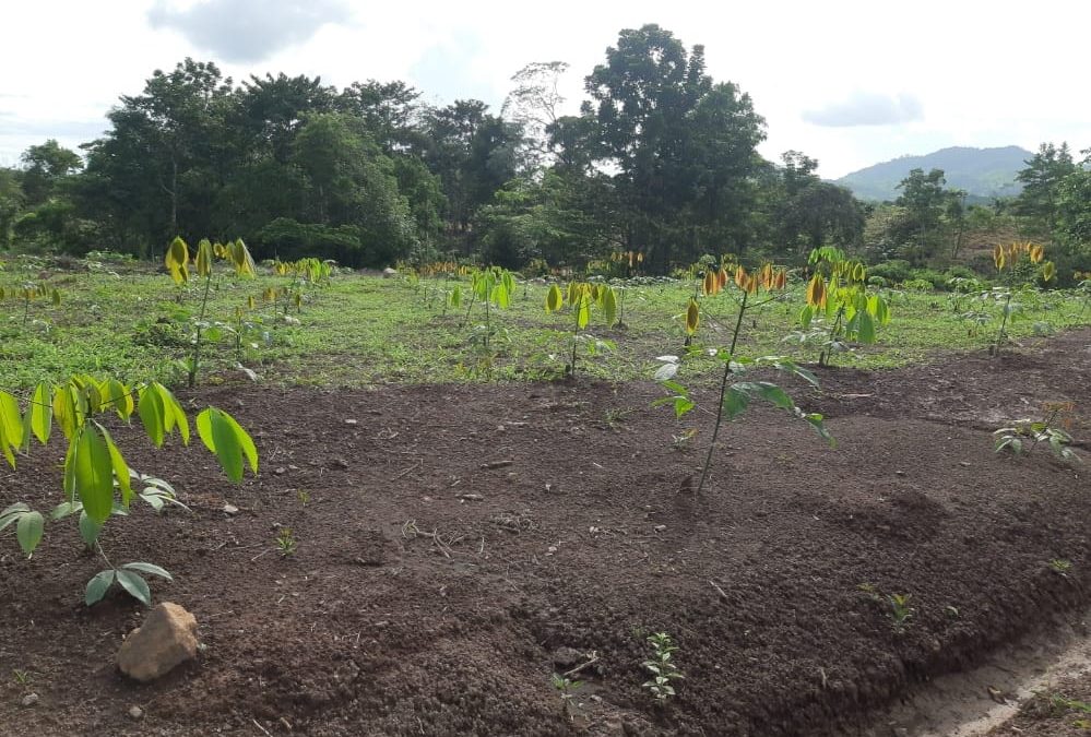 Avanza proyecto de caucho